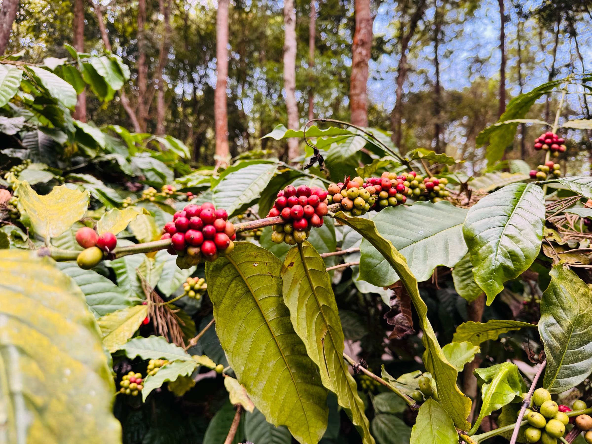 Ripe coffee cherries on the branch at a Sakleshpur plantation